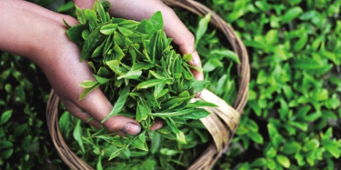 第十四屆中國（深圳）國際茶產(chǎn)業(yè)博覽會暨紫砂、陶瓷、紅木、茶具用品展